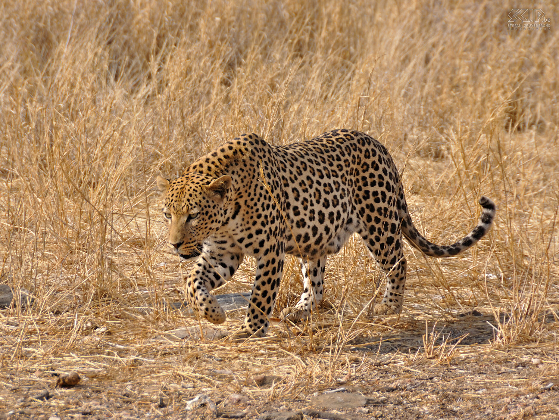 Dusternbrook - Luipaard We eindigden onze reis met een bezoek aan de Dusternbrook Guest Farm nabij Windhoek. Tijdens een game drive lokken ze luipaarden en cheeta's (jachtluipaarden) met vlees wat wel enkele mooie fotomomenten oplevert. Stefan Cruysberghs